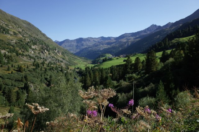 View into the valley towards Obergurgel. The view goes over lilac-coloured flowers, over the treetops of the predominant conifers to the lush meadows at the bottom of the valley. The flanks of the valley rise up on both sides and direct the viewer's gaze to the mountains in the background. The cloudless and brilliant blue sky bathes the scene in warm sunlight.