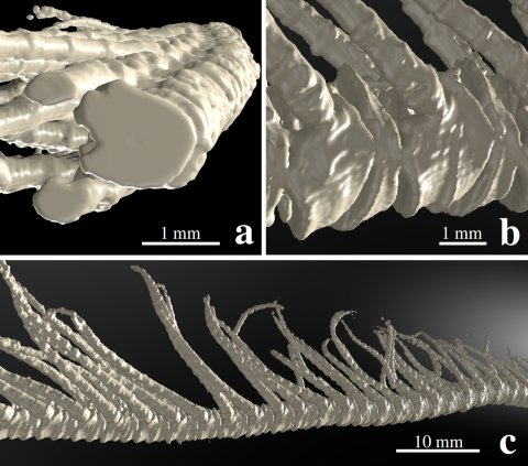 The figure shows a modified visualisation of a computer tomographic image of a crinoid arm with two detailed views.