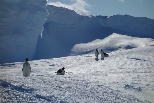 A small group of emperor penguins making their way on the sea ice along the ice shelf wall in Atka Bay. It is about ten metres high and casts a shadow on the snowdrifts that have accumulated in the windbreak of the wall. They reach the top in some places and allow the penguins to cross from the sea ice to the ice shelf. In the foreground, five emperor penguins are on their way. While three waddle leisurely in an upright gait, two slide on their bellies over the snow.