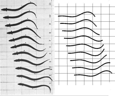 Butterfish Butterfish