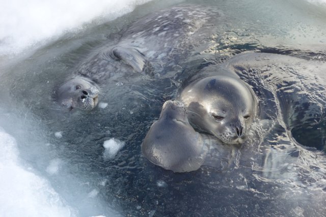 Three young Weddell seals are playing in the ice hole. They seem to enjoy themselves and make their rounds with elegant movements, although there is not much room for them as they fill the hole.