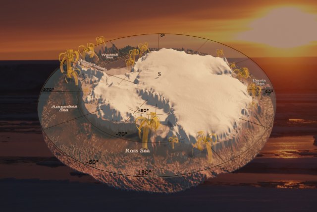 The cover image shows a relief of the Southern Ocean and the Antarctic continent as a circular section 60 degrees South to the central South Pole. The slightly perspective view and the exaggerated height representation between the sea floor, which is up to about 6000 m deep, and the peaks, which are about 4000 m high, clearly show the three-dimensional structure of the topography. Feather star models in varying sizes show where they were found. They are present on almost the entire continental shelf, but are particularly common in the Ross Sea and on the Antarctic Peninsula. The background is a photograph of an Antarctic sunset, with the sun low over the horizon, bathing the scene in a deep reddish-brown light. The lighting was placed in the sun in the background so that the shadow cast gives the impression that the model is being illuminated by it. The cover image shows a relief of the Southern Ocean and the Antarctic continent as a circular section 60 degrees South to the central South Pole. The slightly perspective view and the exaggerated height representation between the sea floor, which is up to about 6000 m deep, and the peaks, which are about 4000 m high, clearly show the three-dimensional structure of the topography. Feather star models in varying sizes show where they were found. They are present on almost the entire continental shelf, but are particularly common in the Ross Sea and on the Antarctic Peninsula. The background is a photograph of an Antarctic sunset, with the sun low over the horizon, bathing the scene in a deep reddish-brown light. The lighting was placed in the sun in the background so that the shadow cast gives the impression that the model is being illuminated by it.