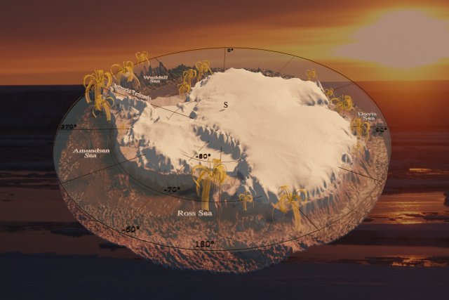 The cover image shows a relief of the Southern Ocean and the Antarctic continent as a circular section 60 degrees South to the central South Pole. The slightly perspective view and the exaggerated height representation between the sea floor, which is up to about 6000 m deep, and the peaks, which are about 4000 m high, clearly show the three-dimensional structure of the topography. Feather star models in varying sizes show where they were found. They are present on almost the entire continental shelf, but are particularly common in the Ross Sea and on the Antarctic Peninsula. The background is a photograph of an Antarctic sunset, with the sun low over the horizon, bathing the scene in a deep reddish-brown light. The lighting was placed in the sun in the background so that the shadow cast gives the impression that the model is being illuminated by it.