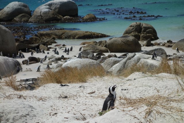 Penguins on a beach in South Africa. The turquoise of the water, the beige beach and the yellow-green grasses form a strong colour contrast to the rather black and white world of Antarctica. Only the penguins themselves wear black and white tailcoats here, too. Thick rocks polished round by the waves lie scattered on the beach and offer the busy penguins a three-dimensional labyrinth that ends here and there at the waters edge.