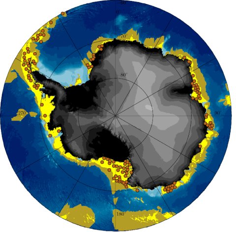 The illustration shows the Antarctic continent with the South Pole in the middle and the Southern Ocean up to 60 degrees south. Water depths are shown in shades of blue from light blue on the coast to dark blue in the deep sea. Yellow areas patchy on the continental shelf along the coastline indicate the region where long-term survival of the feather star Promachocrinus kerguelensis would theoretically be possible. They run in a broad strip along the west coast of the Antarctic Peninsula across the Amundsen Sea to the Ross Sea. In contrast, there is only a narrow, patchy area around East Antarctica, which eventually dissolves more and more into the Weddell Sea. Brown dots, which lie almost entirely within this habitable zone, show on the map the places where this feather star has been found so far. An olive-coloured area around the yellow dots indicates the possible dispersal of the feather stars, which can be achieved within 75 days after drifting in open water during their larval stage. The illustration shows the Antarctic continent with the South Pole in the middle and the Southern Ocean up to 60 degrees south. Water depths are shown in shades of blue from light blue on the coast to dark blue in the deep sea. Yellow areas patchy on the continental shelf along the coastline indicate the region where long-term survival of the feather star Promachocrinus kerguelensis would theoretically be possible. They run in a broad strip along the west coast of the Antarctic Peninsula across the Amundsen Sea to the Ross Sea. In contrast, there is only a narrow, patchy area around East Antarctica, which eventually dissolves more and more into the Weddell Sea. Brown dots, which lie almost entirely within this habitable zone, show on the map the places where this feather star has been found so far. An olive-coloured area around the yellow dots indicates the possible dispersal of the feather stars, which can be achieved within 75 days after drifting in open water during their larval stage.