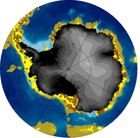 The illustration shows the Antarctic continent with the South Pole in the middle and the Southern Ocean up to 60 degrees south. Water depths are shown in shades of blue from light blue on the coast to dark blue in the deep sea. Yellow areas patchy on the continental shelf along the coastline indicate the region where long-term survival of the feather star Promachocrinus kerguelensis would theoretically be possible. They run in a broad strip along the west coast of the Antarctic Peninsula across the Amundsen Sea to the Ross Sea. In contrast, there is only a narrow, patchy area around East Antarctica, which eventually dissolves more and more into the Weddell Sea. Brown dots, which lie almost entirely within this habitable zone, show on the map the places where this feather star has been found so far. An olive-coloured area around the yellow dots indicates the possible dispersal of the feather stars, which can be achieved within 75 days after drifting in open water during their larval stage.